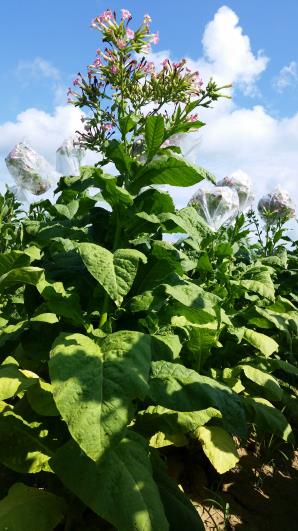 PLANT